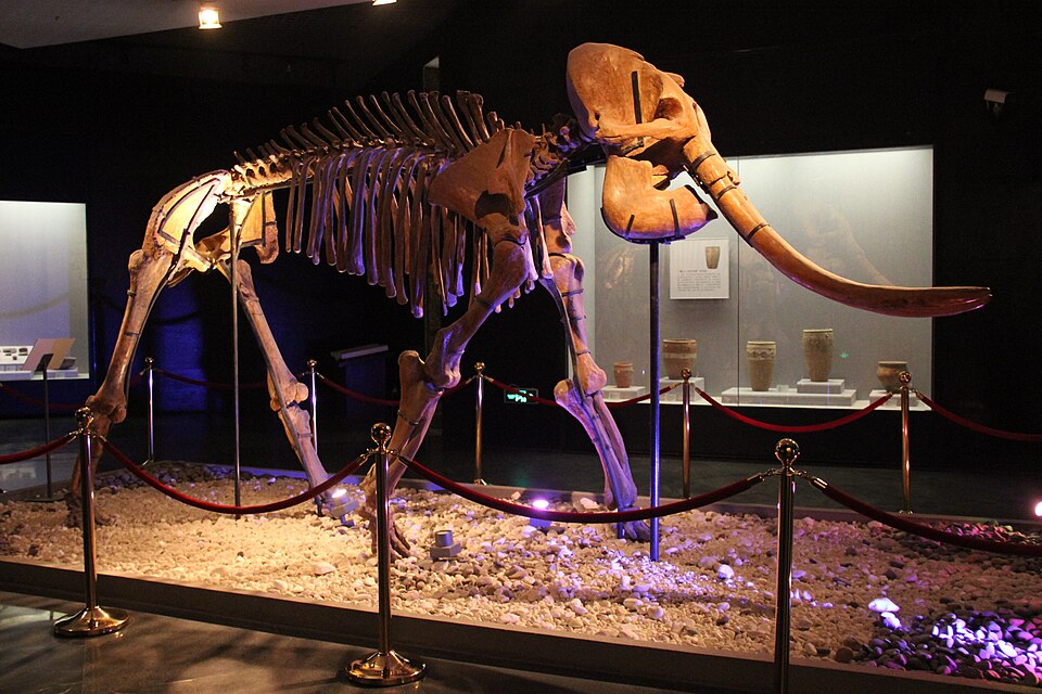 Fossil skeleton of an early proboscidean