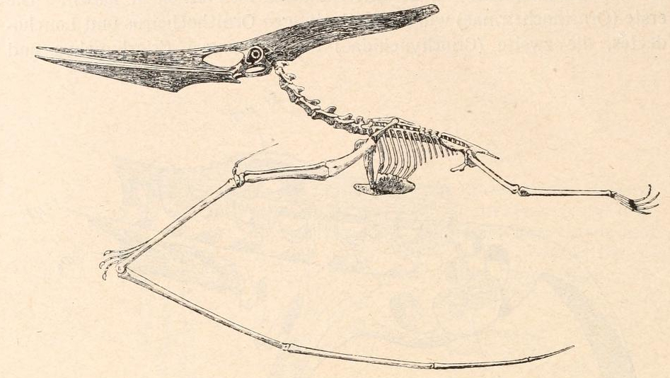 Fossil skeleton of Pteranodon