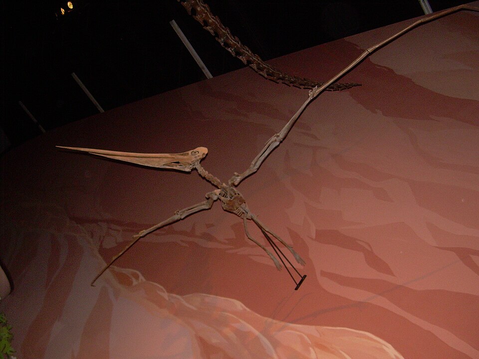 Fossil cast of a Geosternbergia (Pteranodon) skeleton at the North American Museum of Ancient Life