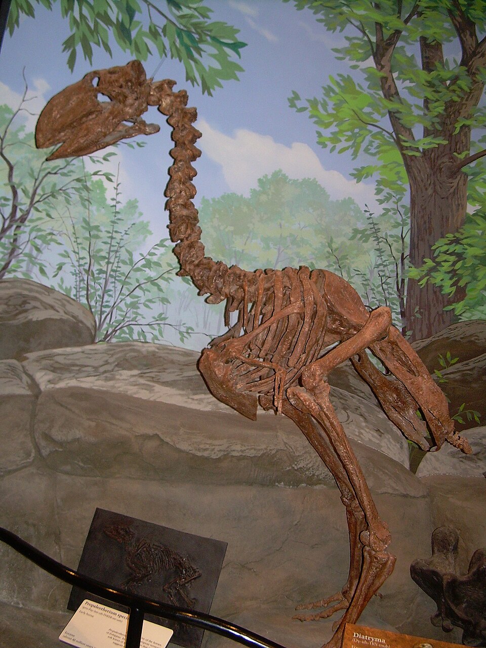 Mounted skeleton of the giant flightless bird Gastornis (Diatryma) from the Paleocene-Eocene