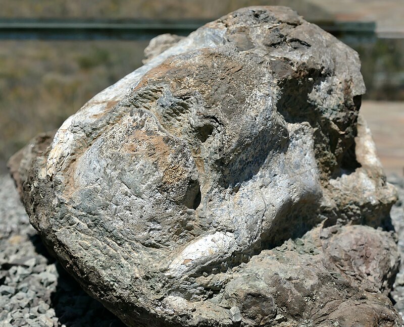 Lystrosaurus skull from the Karoo Basin of South Africa, a survivor of the end-Permian extinction