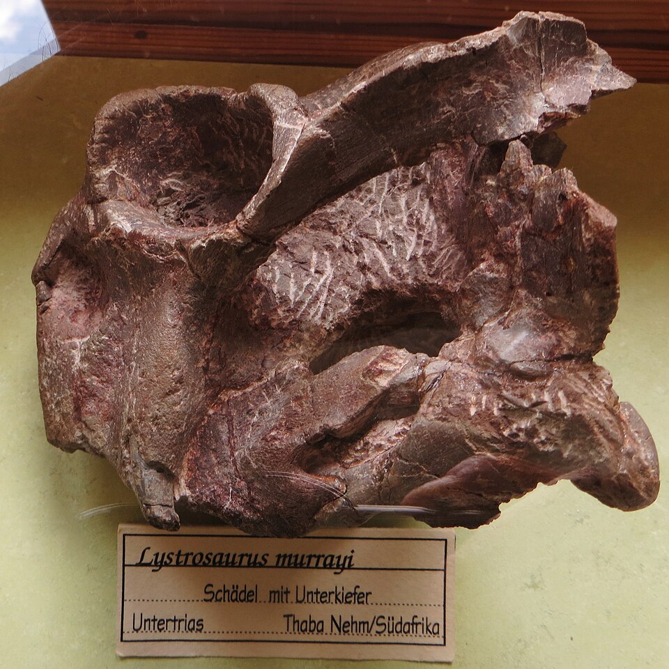 Fossil skull of Lystrosaurus murrayi, a dicynodont therapsid survivor of the end-Permian extinction