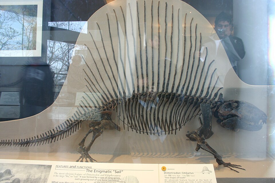 Mounted skeleton of Dimetrodon limbatus, an early Permian synapsid, on display at a natural history museum
