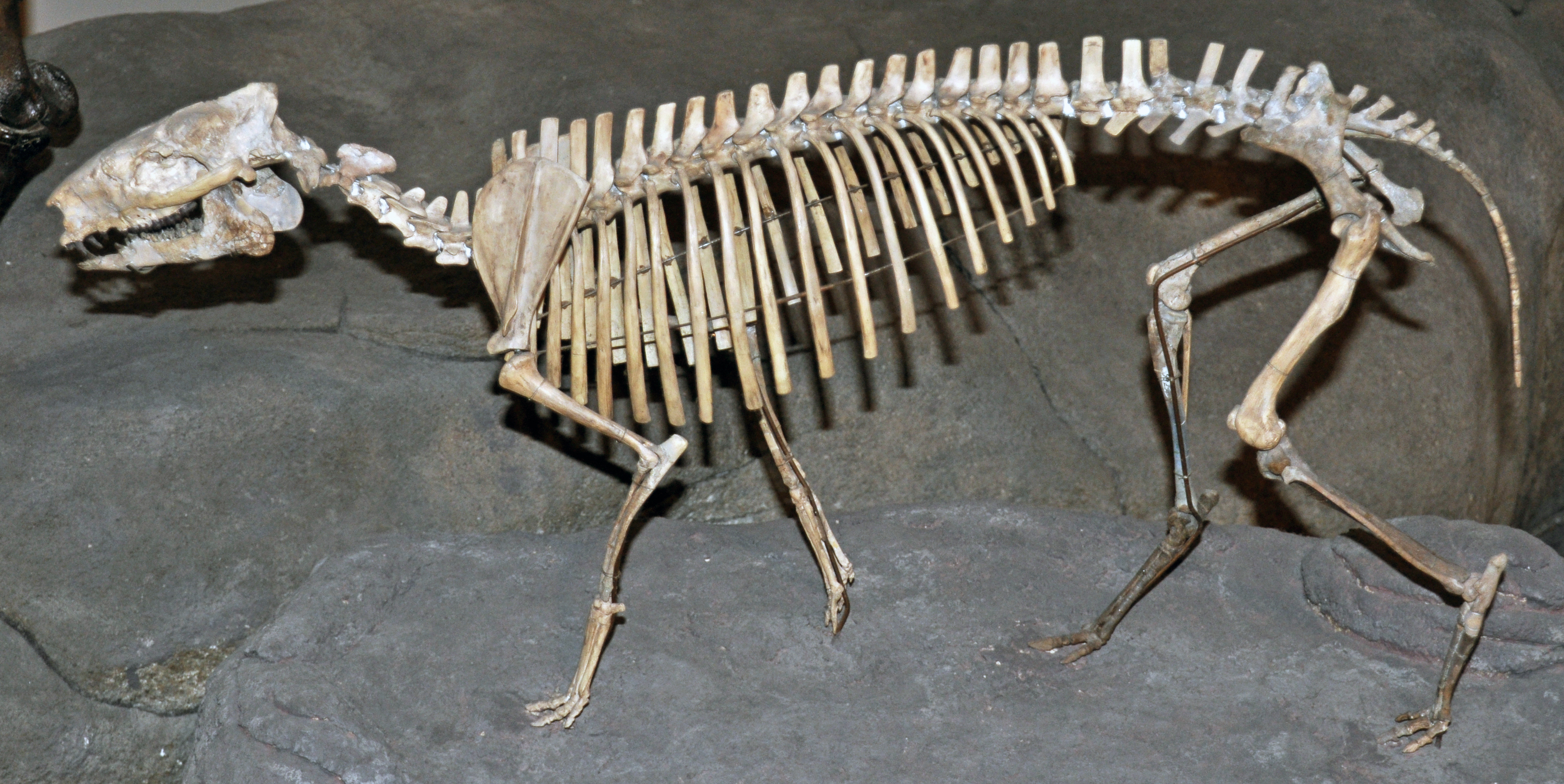 Mounted skeleton of Hyracotherium vasacciense, an early Eocene fossil horse from Colorado, displayed at the Carnegie Museum of Natural History