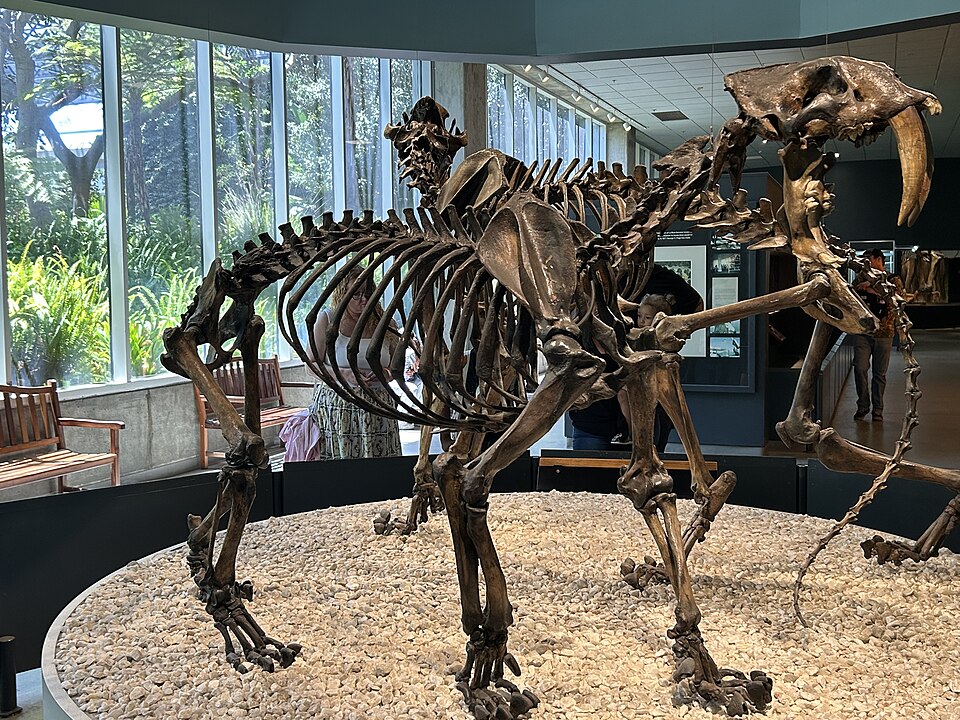 Mounted skeleton of Smilodon fatalis with prominent canine teeth