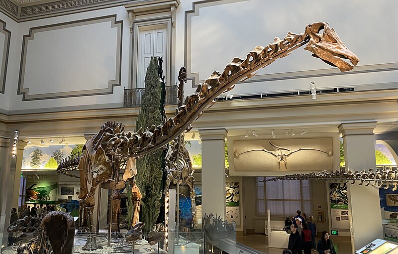 Diplodocus skeleton on display at the Smithsonian National Museum of Natural History