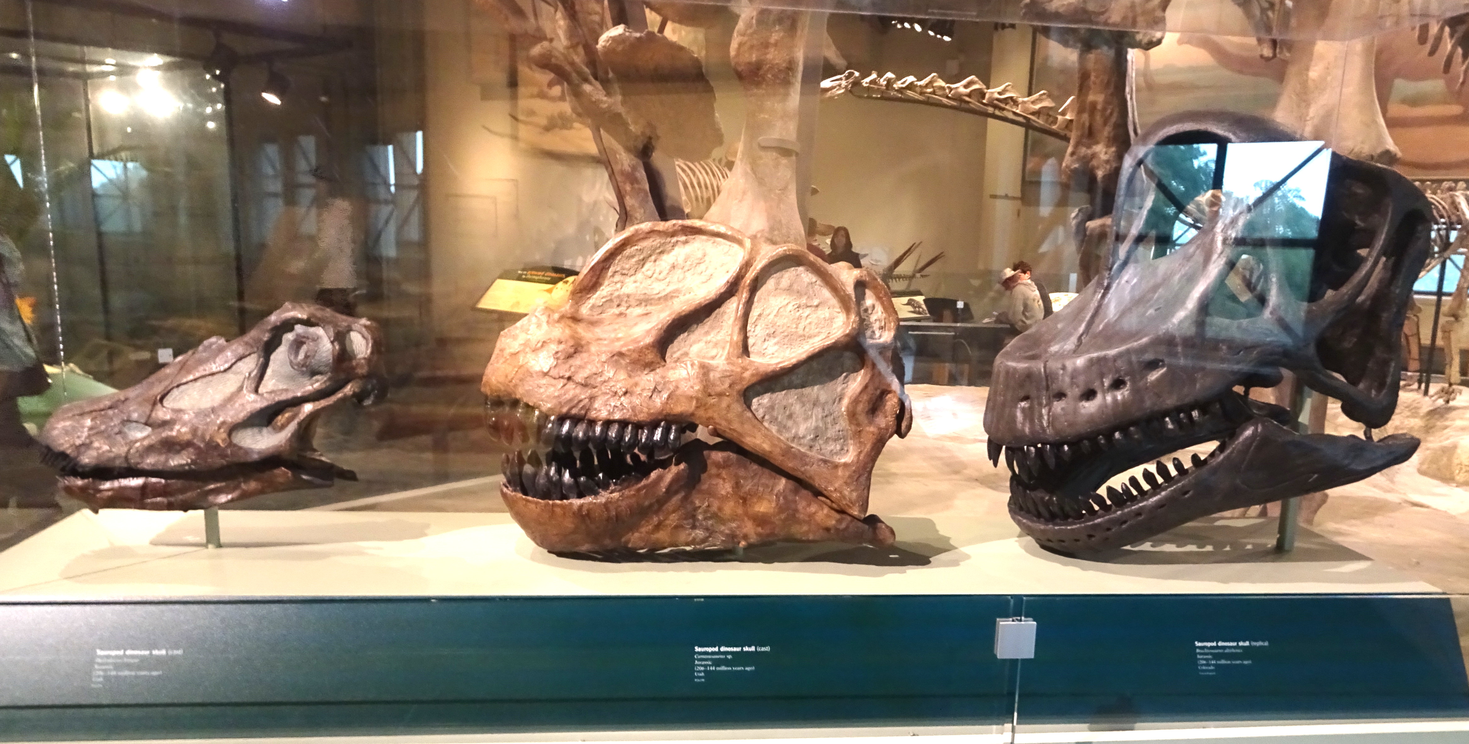 Comparative sauropod skulls on display at the Field Museum of Natural History in Chicago, illustrating the cranial diversity between diplodocoid and macronarian lineages