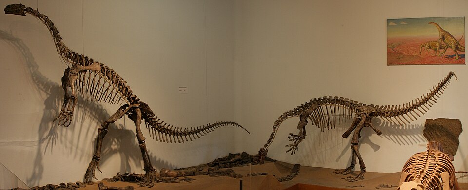 Mounted skeleton of Plateosaurus engelhardti from the Late Triassic of Germany