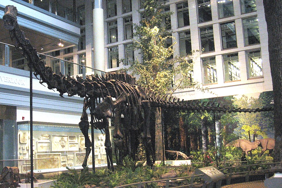 Diplodocus carnegii holotype specimen at the Carnegie Museum of Natural History
