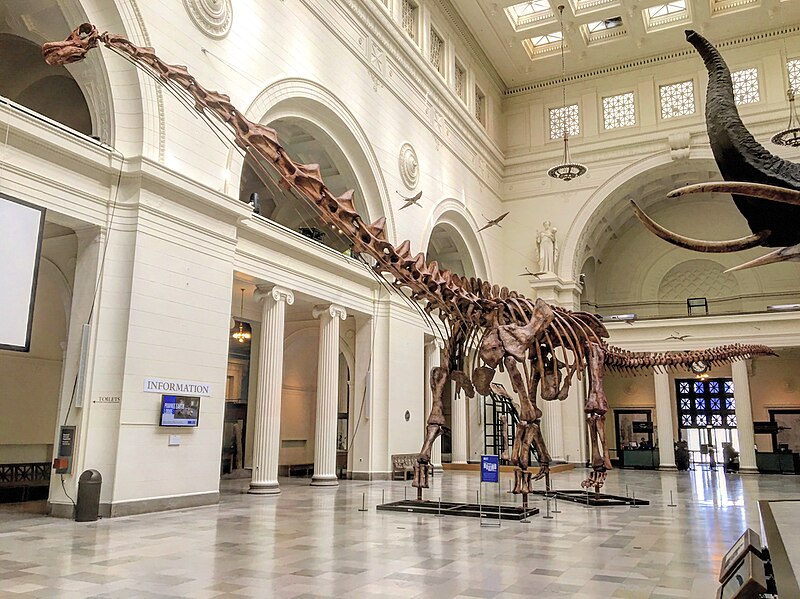 Mounted skeleton of Patagotitan mayorum at the Field Museum of Natural History, Chicago