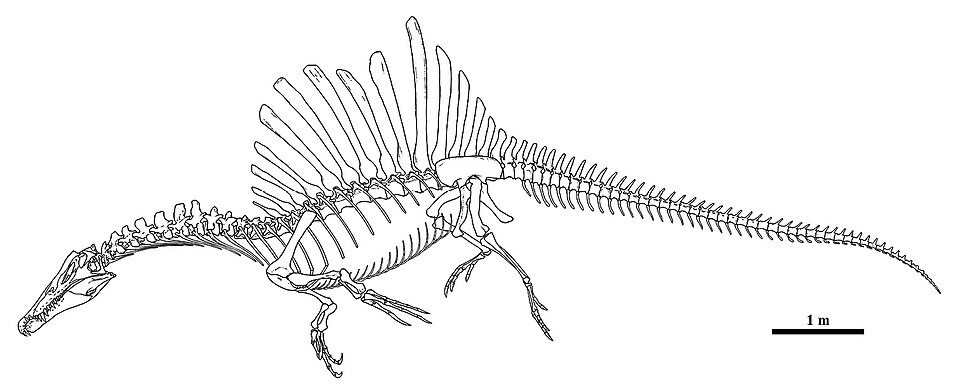 Fossil skeleton or skull of a spinosaurid dinosaur