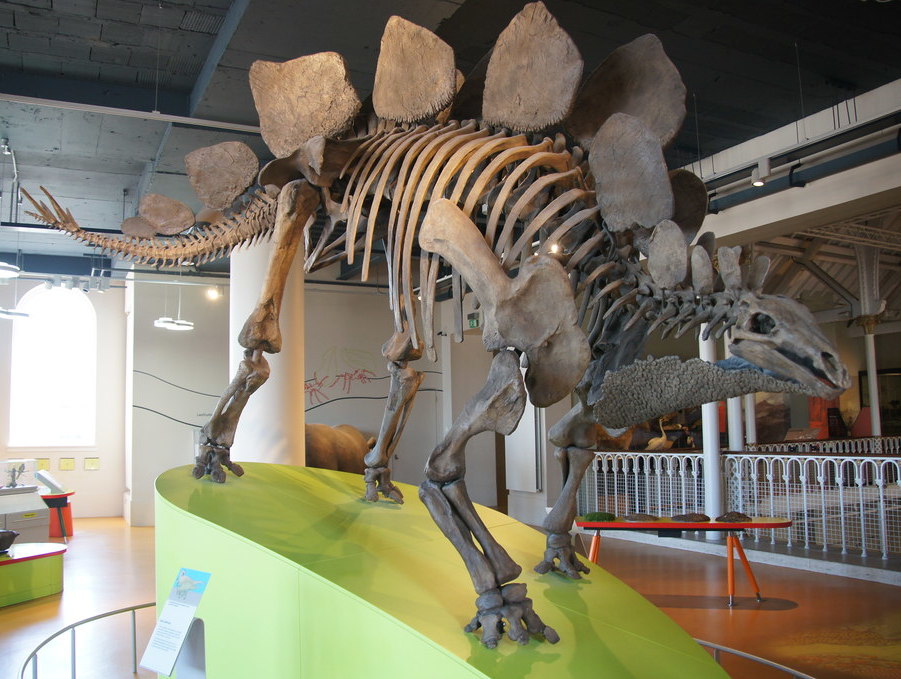 Mounted Stegosaurus skeleton with dorsal plates