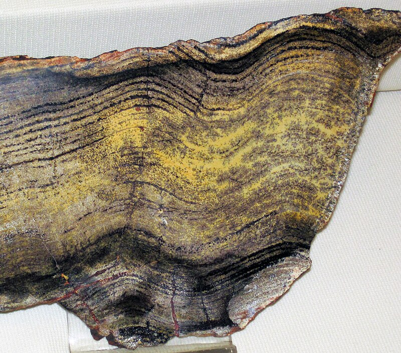 Fossil stromatolite from the Strelley Pool Formation, Pilbara Craton, Western Australia, approximately 3.43 billion years old