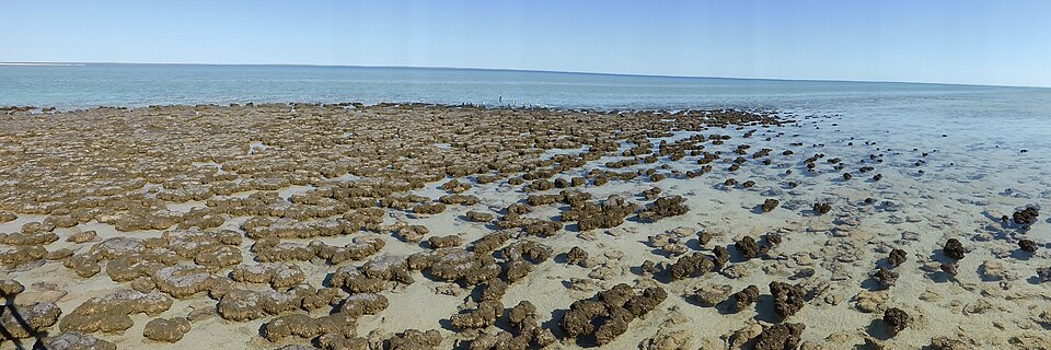Living stromatolites at Hamelin Pool, Shark Bay, Western Australia