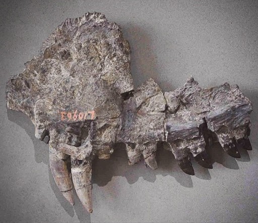 Upper jaw of Dimetrodon incivus from the Permian of Texas, on display at the Manchester Museum