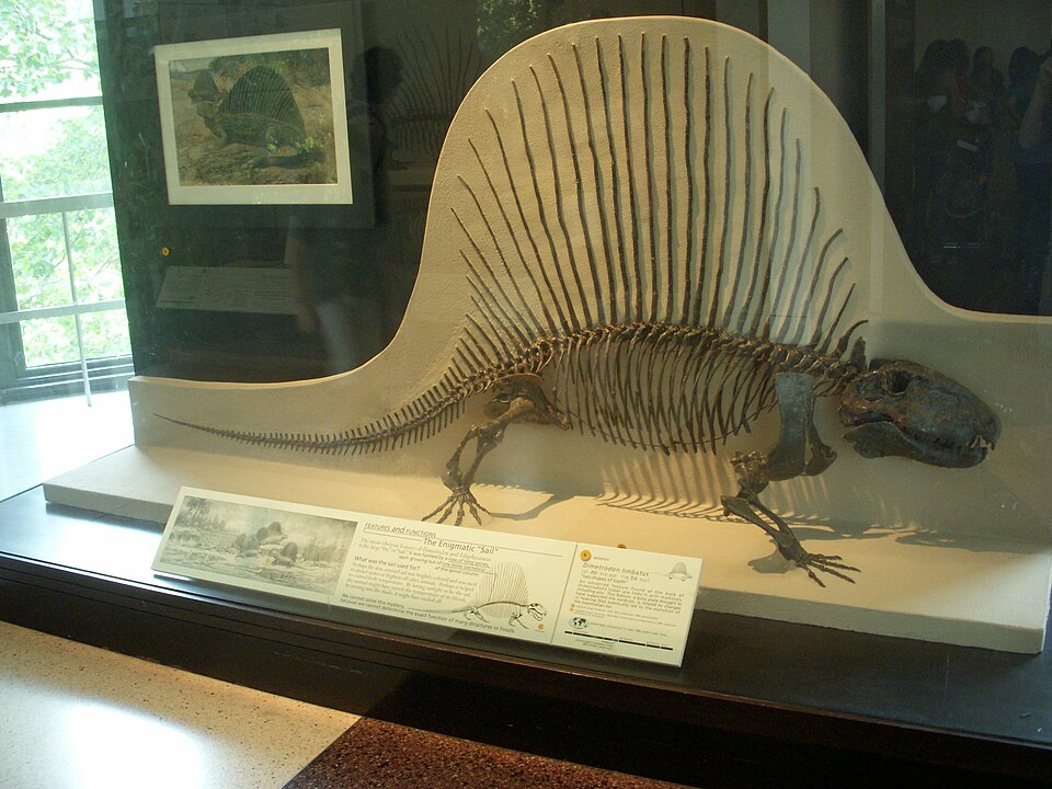 Synapsid To Mammal Transition