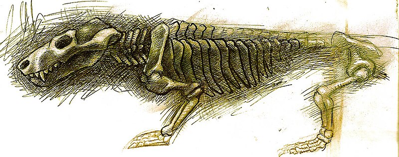 Fossil specimen of the Early Triassic cynodont Thrinaxodon liorhinus