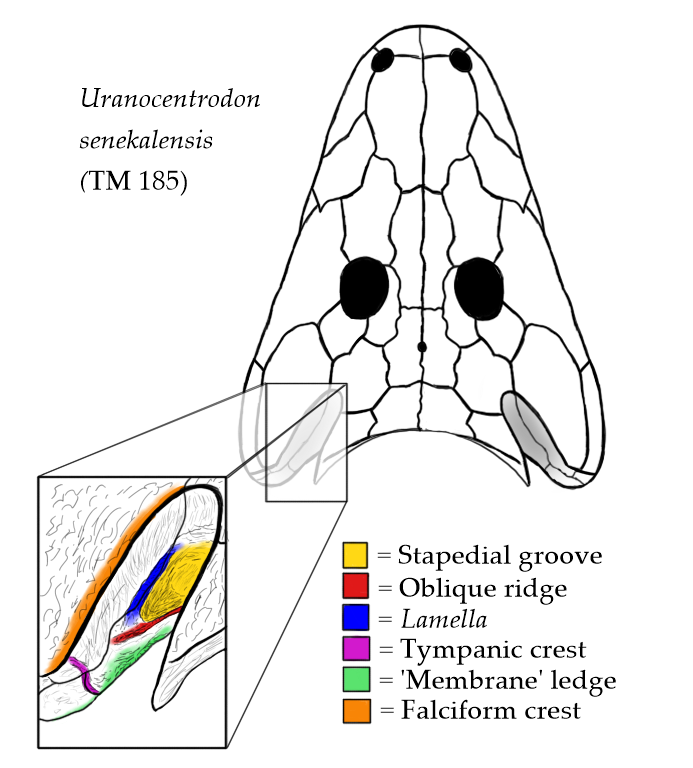 Fossil skull of a temnospondyl amphibian