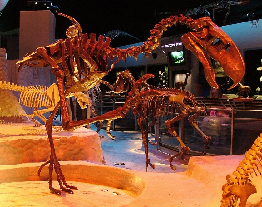 Fossil skeleton of a phorusrhacid terror bird
