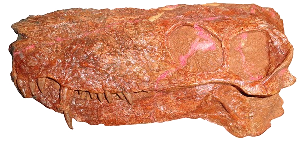 Fossil skull of a Permian therapsid