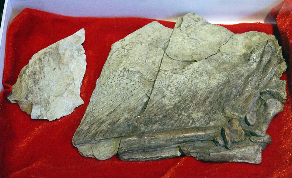 Fossil specimen of Beipiaosaurus inexpectus on display at the Paleozoological Museum of China showing preserved filamentous feather impressions
