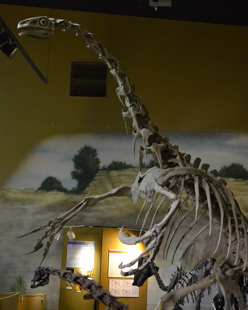 Mounted skeleton of Nothronychus on display at the Wyoming Dinosaur Center