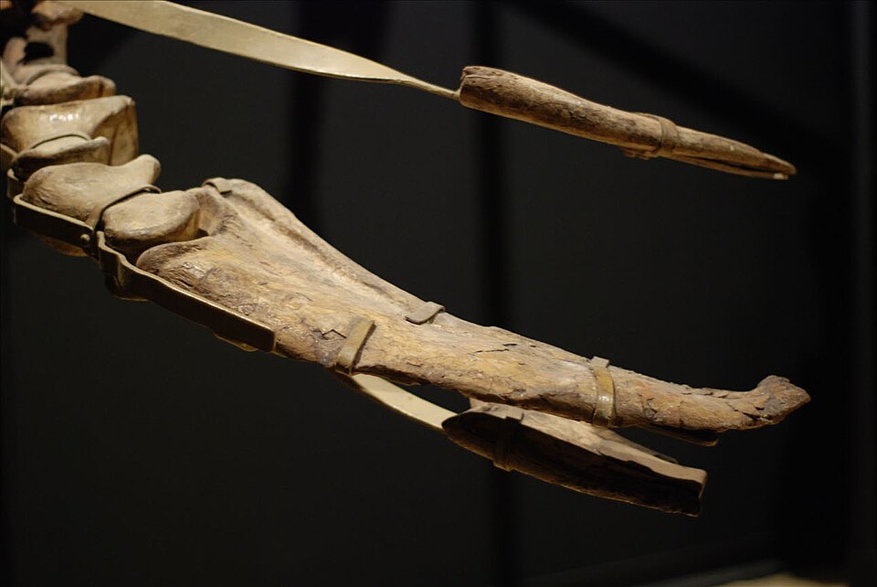 Lateral view of fossil hand claws of Therizinosaurus cheloniformis from the Late Cretaceous Nemegt Formation of Mongolia