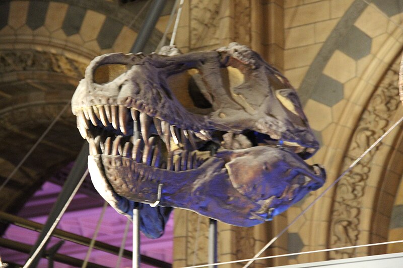 Fossil skull of Tyrannosaurus rex on display