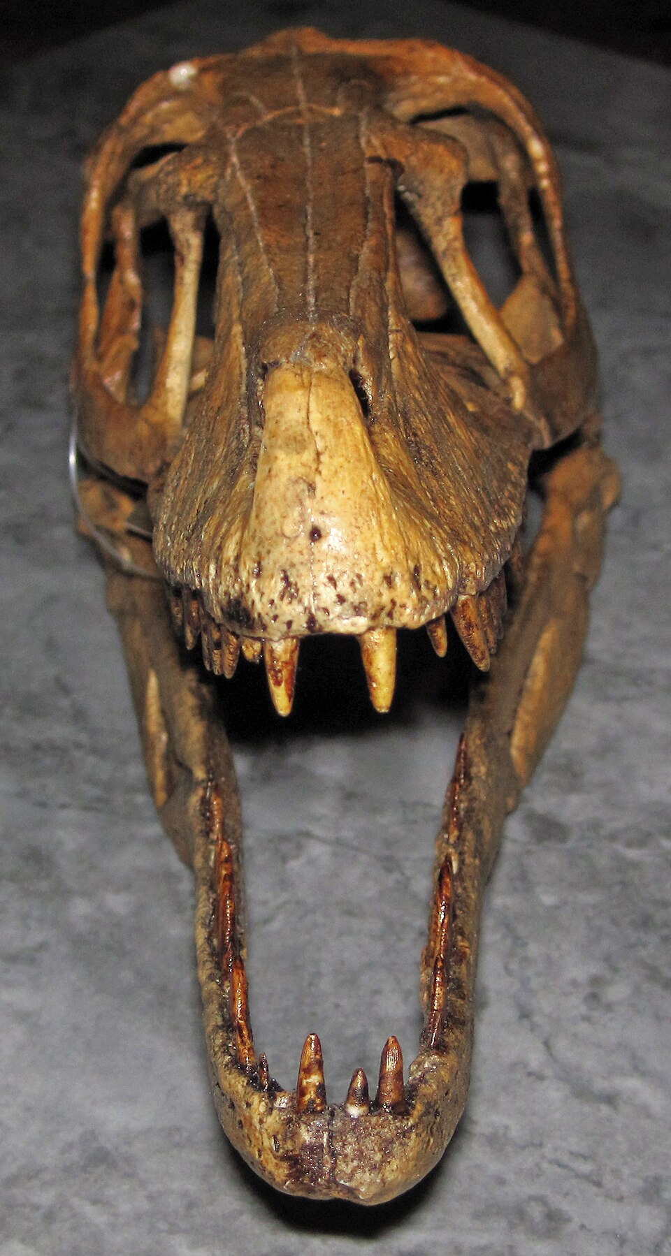 Sculpture of a Velociraptor mongoliensis skull from the Upper Cretaceous Gobi Desert