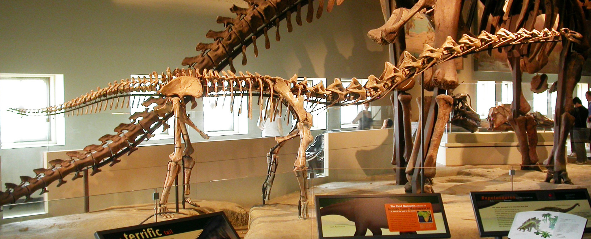 Mounted skeleton of a juvenile Rapetosaurus krausei at the Field Museum