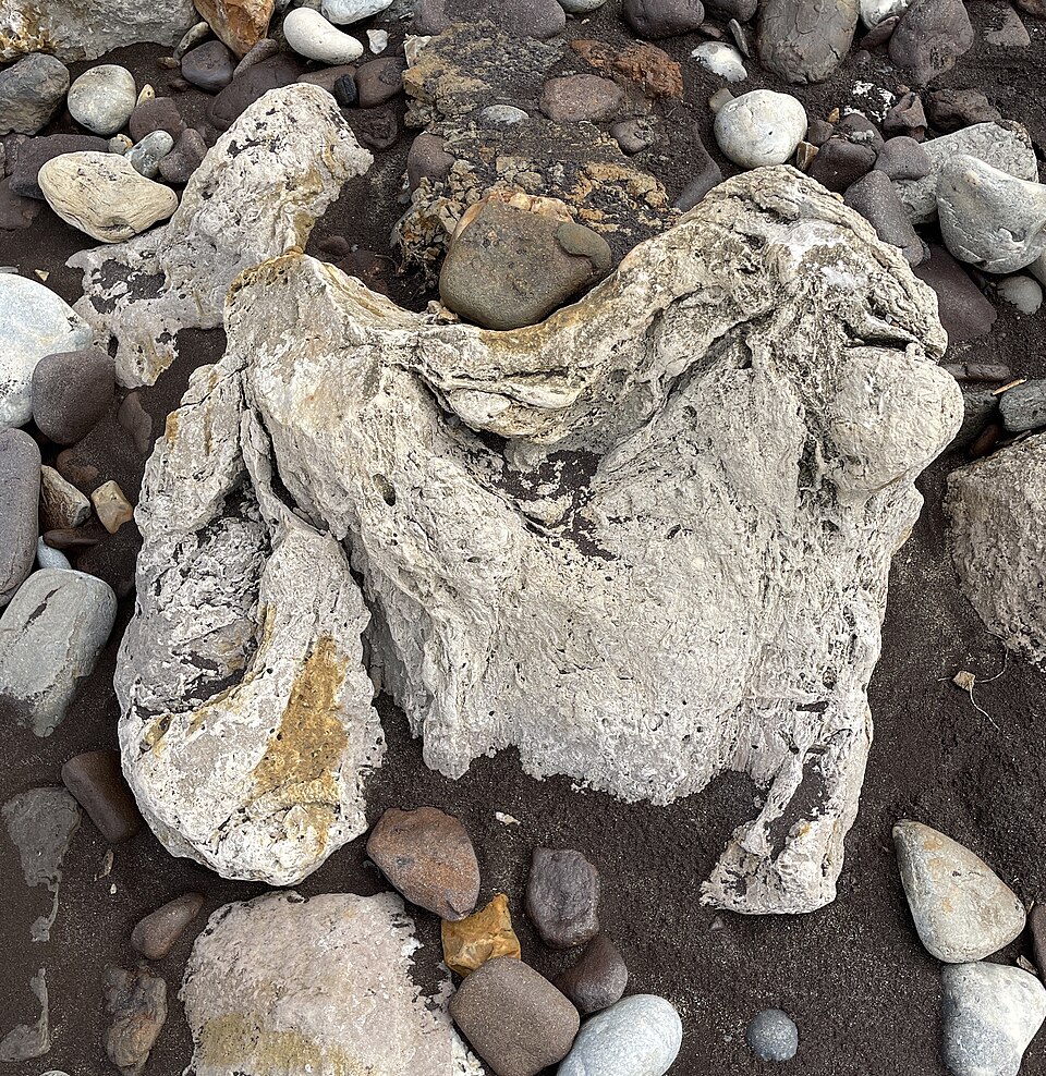 Large three-toed dinosaur footprint preserved in rock on the Isle of Wight coast