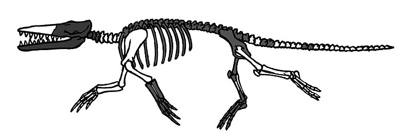 Diagram of Ambulocetus natans fossil bones recovered, showing the partially aquatic early whale