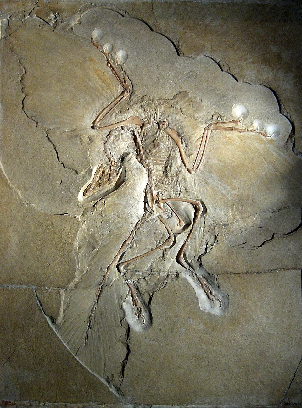 The Berlin specimen of Archaeopteryx lithographica, showing feather impressions and skeletal features intermediate between dinosaurs and birds