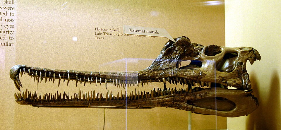 Phytosaur skull fossil from the Late Triassic, showing the elongated crocodilian-like snout characteristic of these crurotarsan archosaurs
