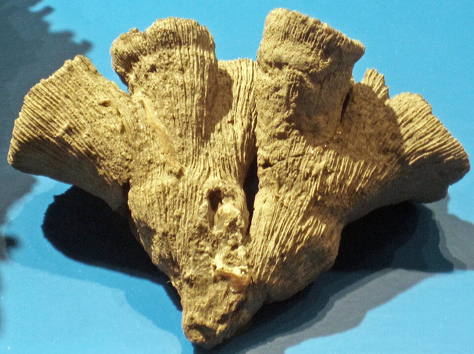 Fossil of the scleractinian coral Thecosmilia annularis from the Jurassic of Weymouth, England, displayed at the Field Museum of Natural History in Chicago