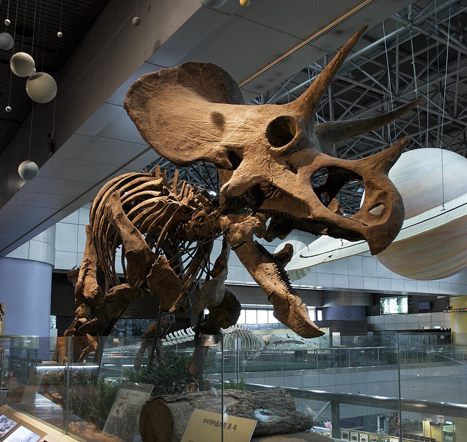 Mounted Triceratops skeleton in a museum