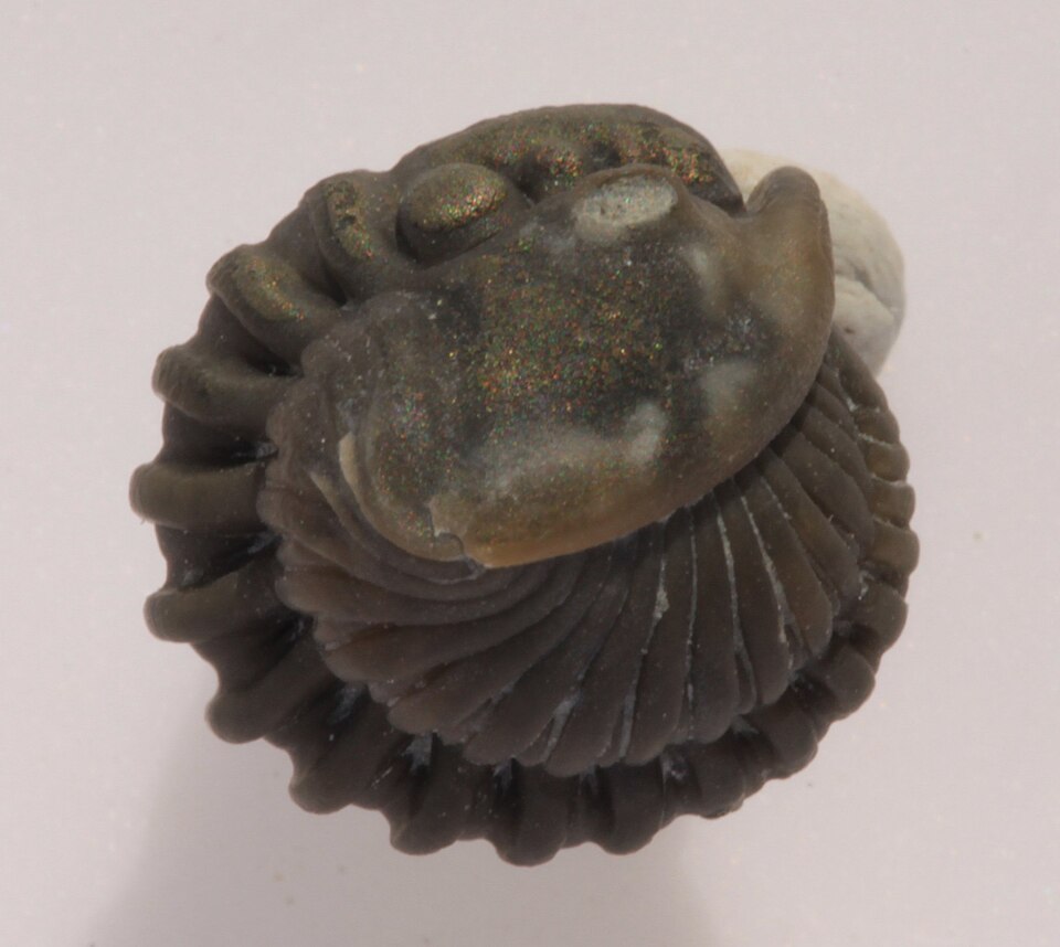 Flexicalymene meeki trilobite in defensive enrolled posture, lateral view, showing the pygidium tucked beneath the cephalon