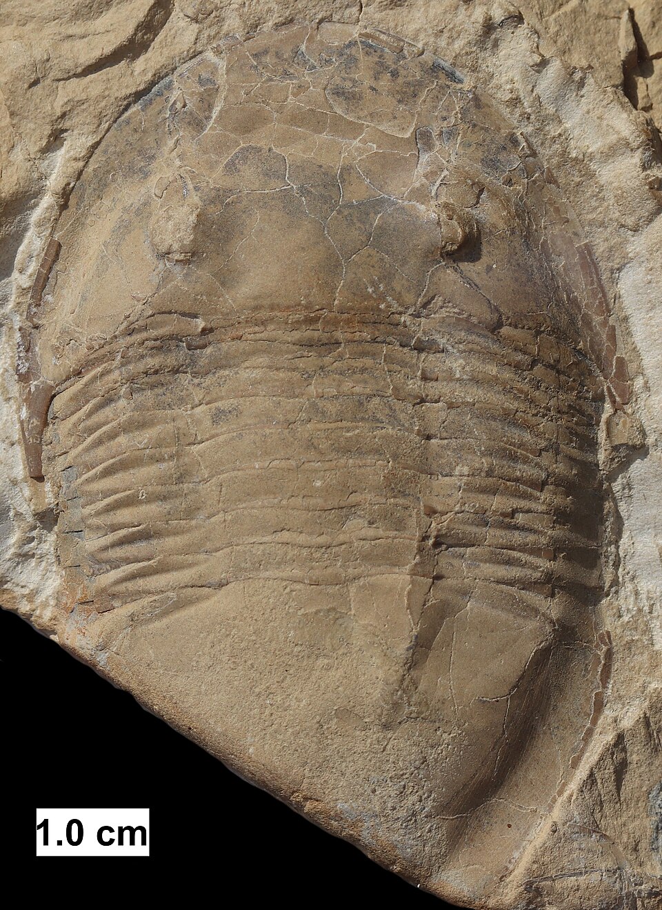 A fossil specimen of the Ordovician trilobite Isotelus, showing the characteristic three-lobed exoskeleton