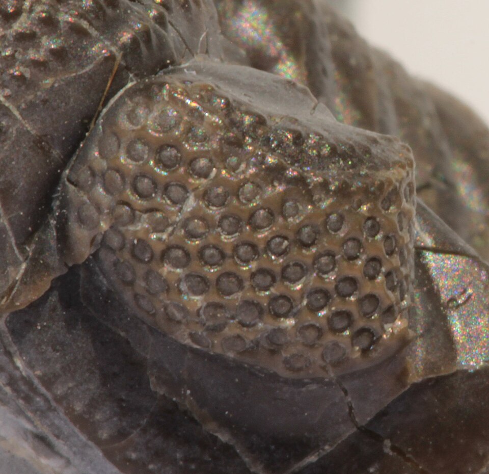 Close-up of the schizochroal compound eye of the Devonian trilobite Phacops rana, showing individually separated calcite lenses