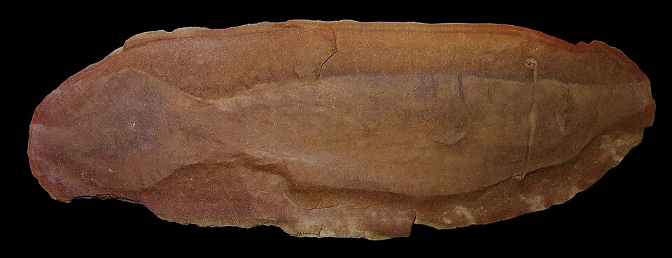 Fossil of Tullimonstrum gregarium from Mazon Creek