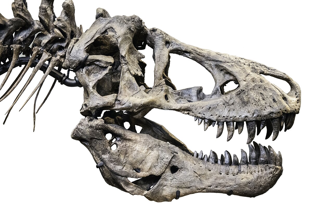 Cast of a Tyrannosaurus rex skull (MOR 980) in right lateral view, showing the deep, robust skull and serrated teeth