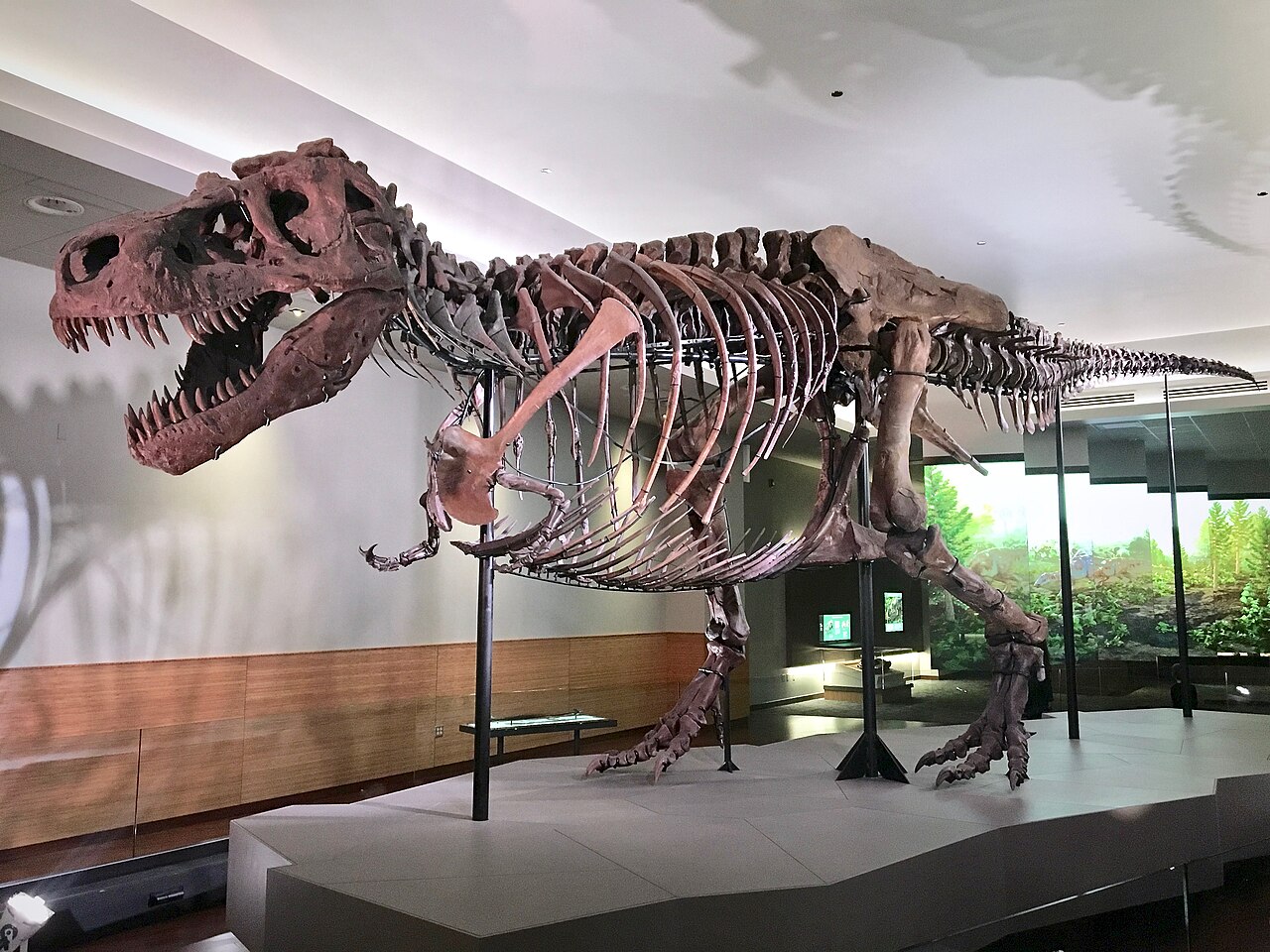 Mounted skeleton of Sue, the most complete Tyrannosaurus rex specimen, on display at the Field Museum of Natural History in Chicago