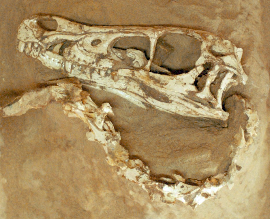 Fossil cast of the famous fighting dinosaurs specimen showing Velociraptor locked in combat with Protoceratops