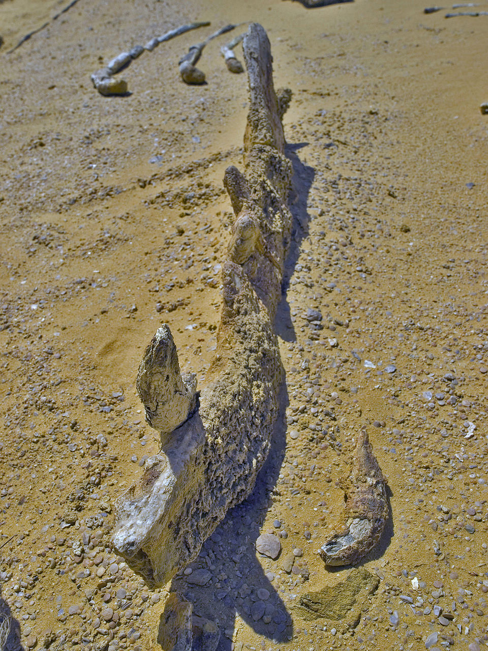 Lower jaw of Basilosaurus isis exposed in situ at Wadi Al-Hitan, Egypt, showing the elongated mandible of this early fully aquatic whale