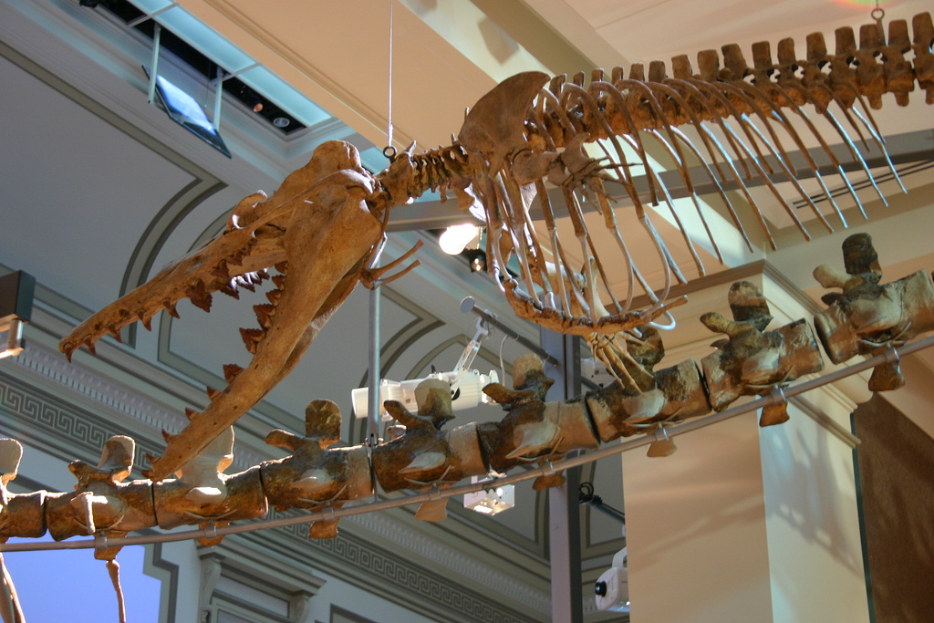 Mounted skeleton of Dorudon atrox, an Eocene basilosaurid cetacean, showing the fully aquatic body plan with vestigial hind limbs