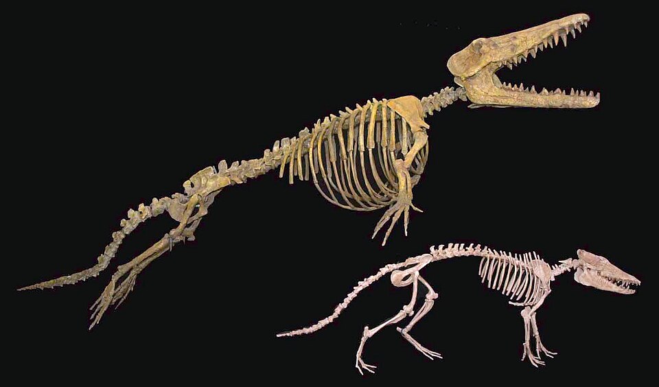 Skeletal comparison of early whale ancestors Pakicetus and Ambulocetus, showing the transition from terrestrial to aquatic forms