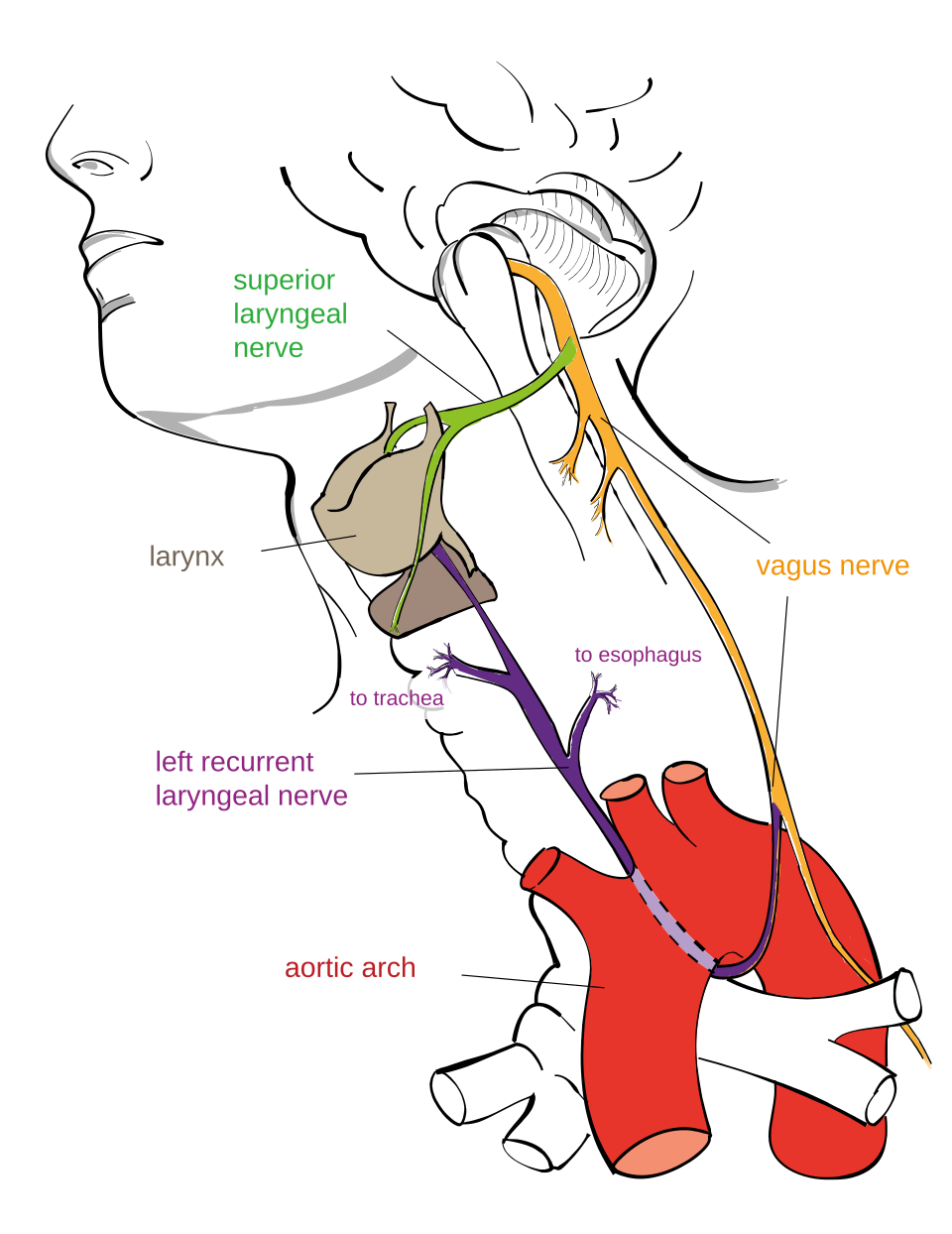 Anatomical diagram of the left recurrent laryngeal nerve