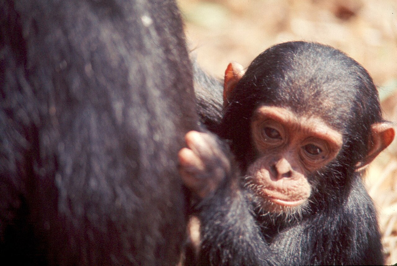 35 mm slide; color. Scientific Classification: Kingdom: Animalia; Phylum: Chordata; Class: Mammalia; Order: Primates; Family: Pongidae; Genus: Pan; Ge