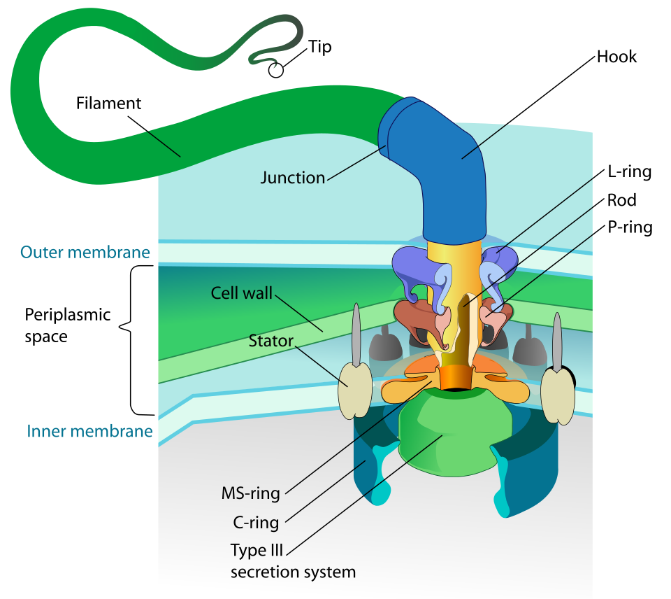 Diagram of a bacterial flagellum showing its component parts