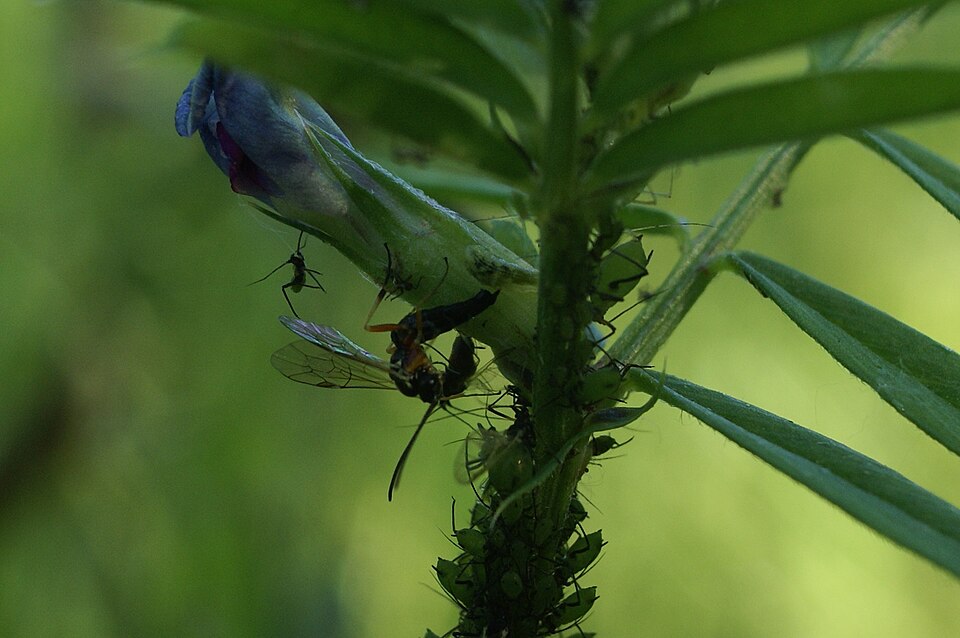 A parasitoid wasp injecting an egg into a hoverfly larva